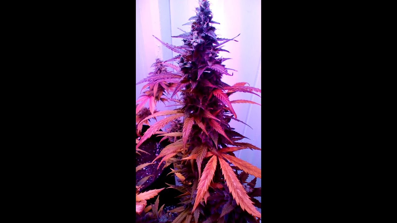 Viparspectra 300 - Autoflowers - Day 65