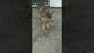 Kucing Miaw Meow Meong #cat #kucing #kucingjalanan