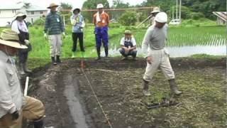 自然農のお田植え-Shizen-Nou-Style Rice Planting-YouTube