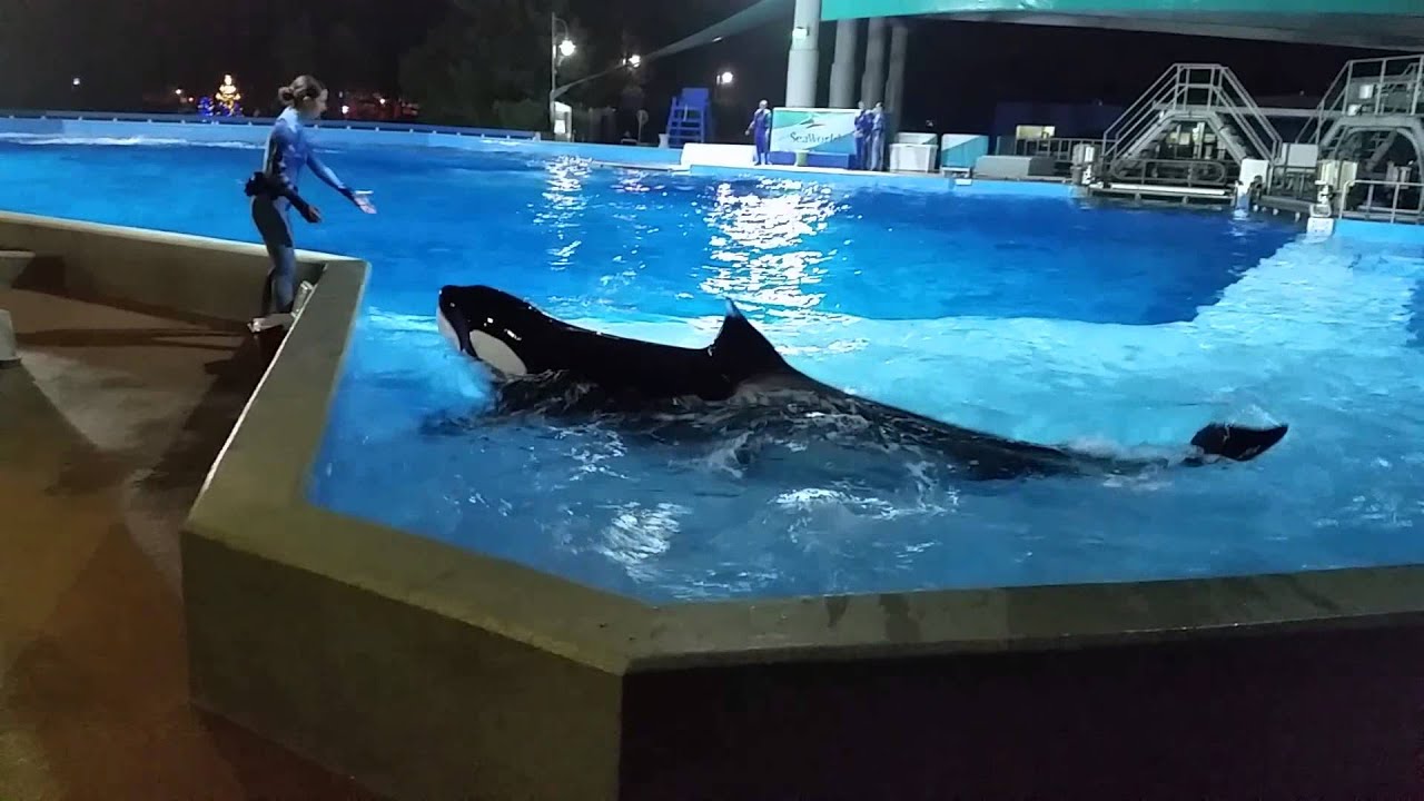 Dine with Shamu - YouTube