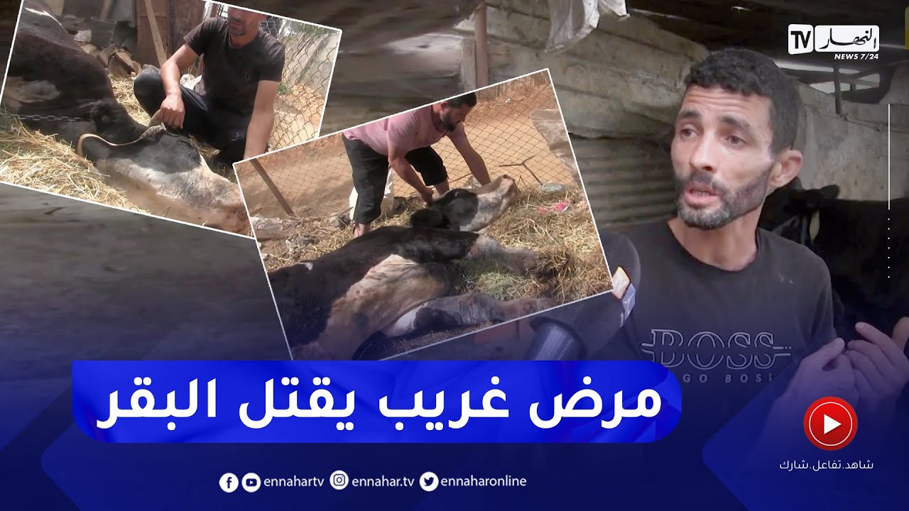 البليدة : نفوق العشرات من رؤوس الأبقار والمربون يستغيثون