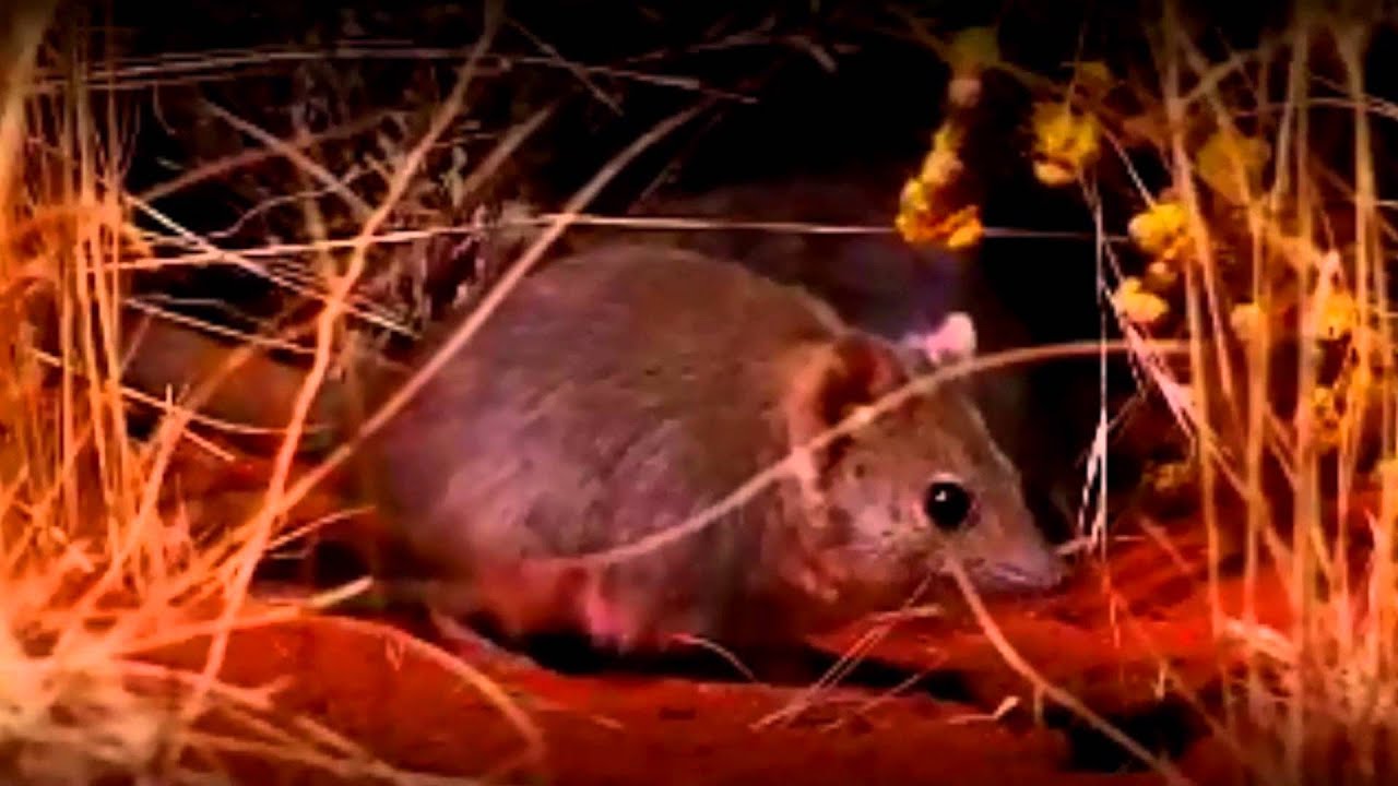 Scott Pullyblanck provides an over view of the Alice Springs Desert Park