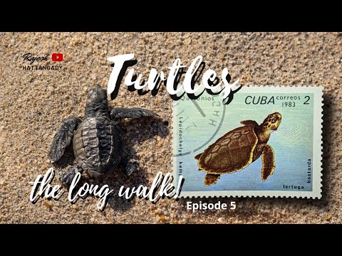 TURTLE | turtle conservation | olive ridley | anjarle | philately | stamp collecting | king of hobby