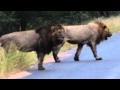 2 Male lions roaring in the Kruger National Park