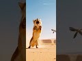 Fox vs Road Runner AI Wildlife Short EXPOSED!