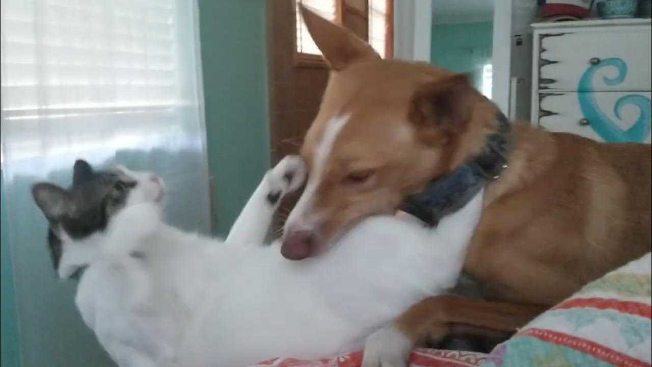 The Pickles and Ash Show YouTube