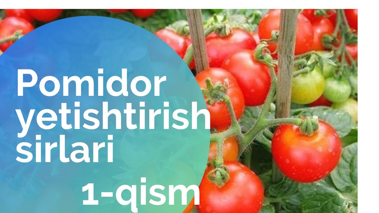 Pomidor yetishtirish sirlari.1-qism