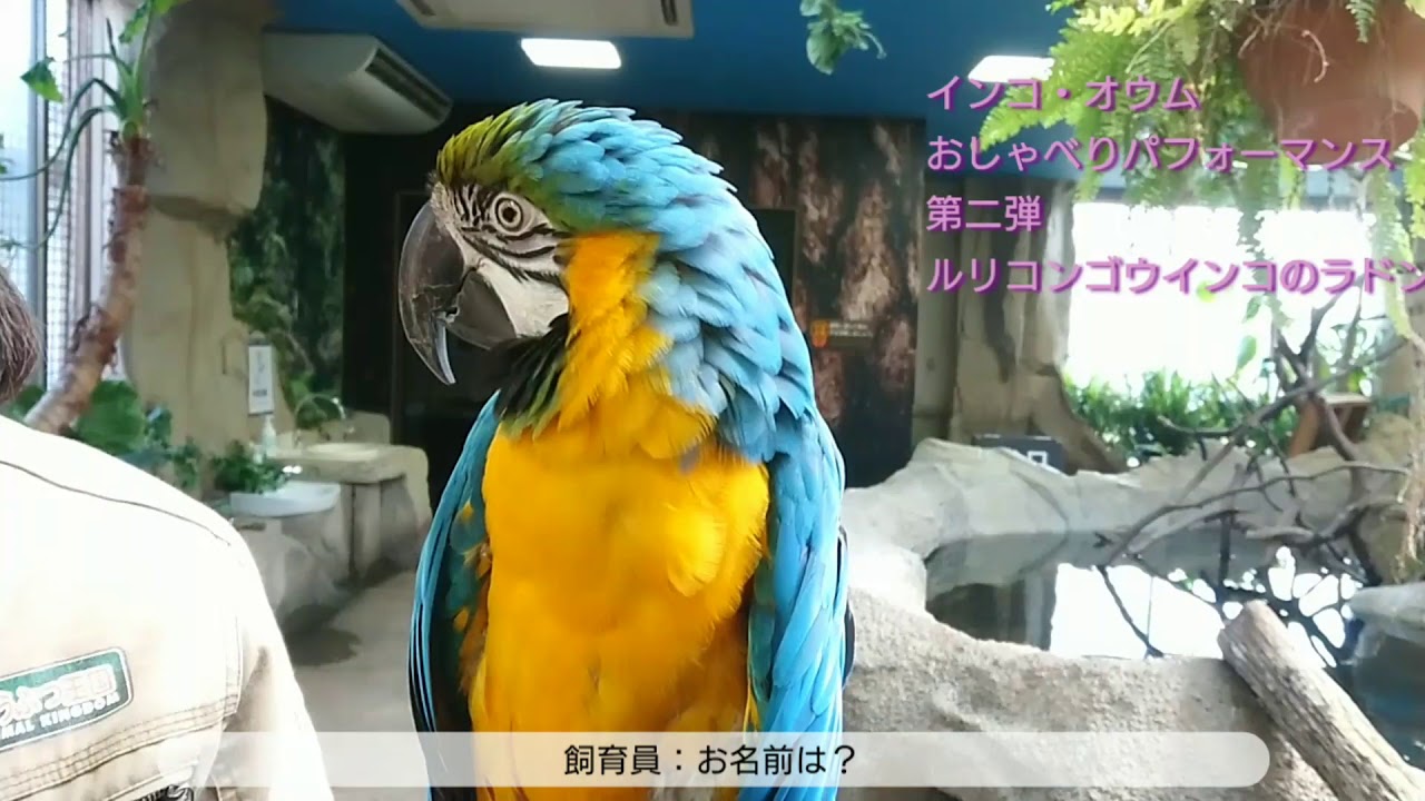 インコ オウムおしゃべりパフォーマンス 第二弾 ルリコンゴウインコのラドン Youtube