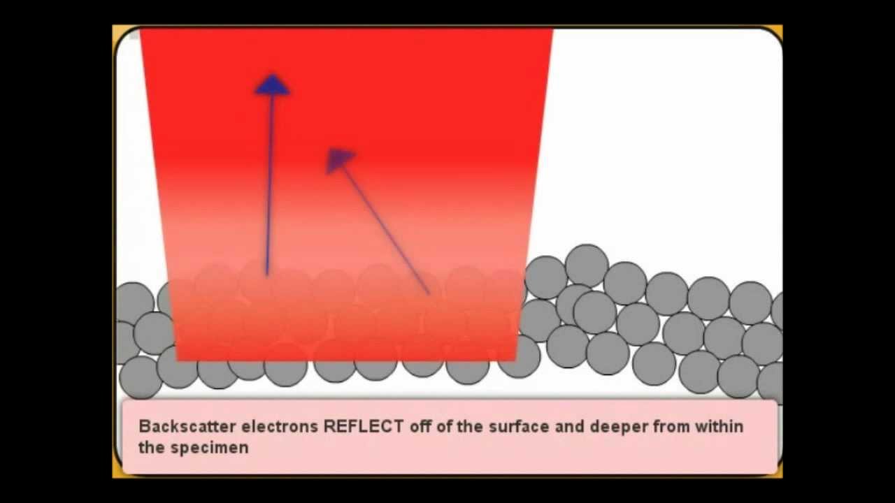 scanning electron microscope how it works