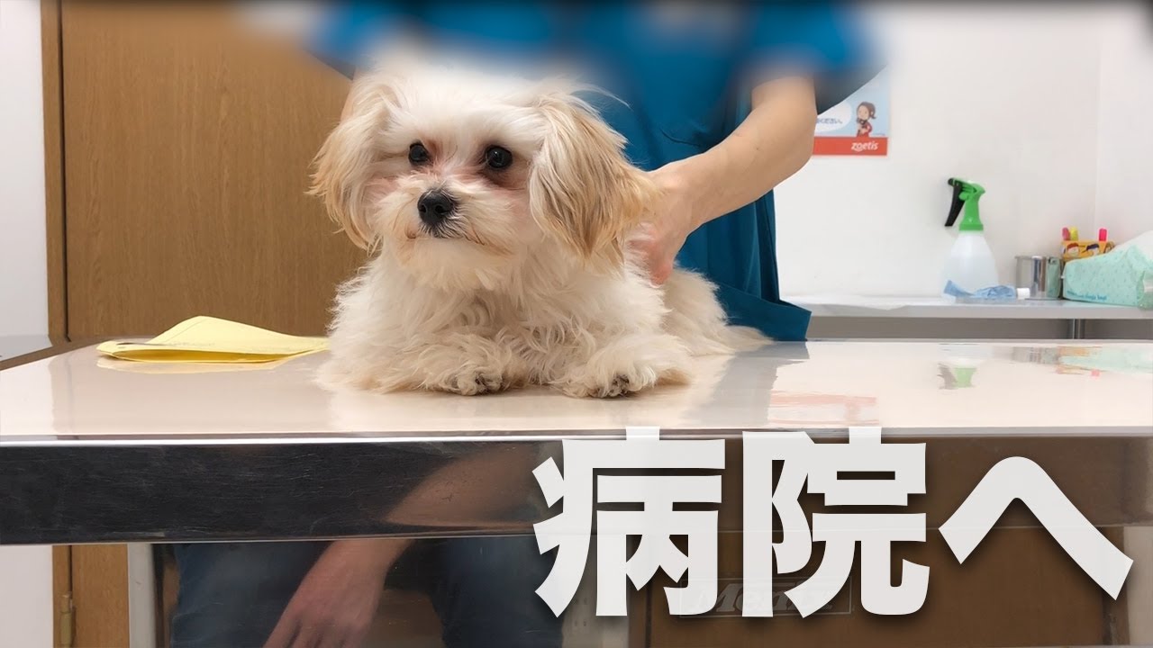 【子犬ブラウン病院へ行く】狂犬病の注射をうつよ！ YouTube