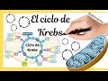 EL CICLO DE KREBS [Paso a paso con repaso y resumen final]