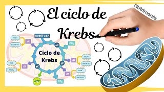 EL CICLO DE KREBS [Paso a paso con repaso y resumen final]