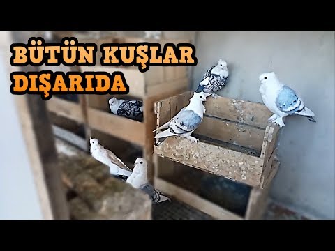 BÜTÜN KUŞLAR DIŞARIDA - PORTAKAL TURP GİBİ