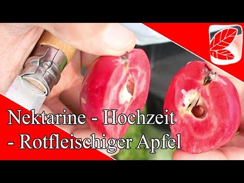 Video: Rotfleischige Apfelbäume - Erfahren Sie mehr über Apfelsorten mit roter Innenseite