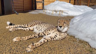 The cheetah sunbathes in the sun. Gerda opened the beach season 