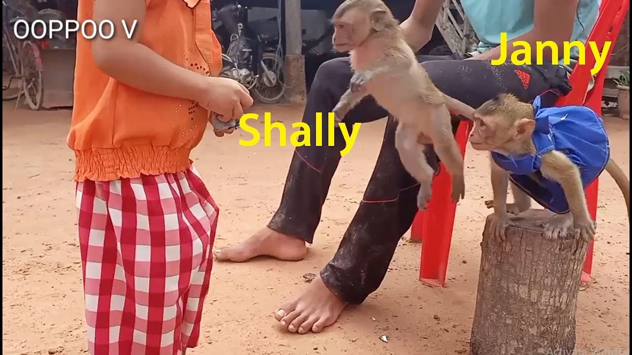 Baby Monkey Janny shally follow Hugging on sister Pisa / Janny play very  happy with Pisa