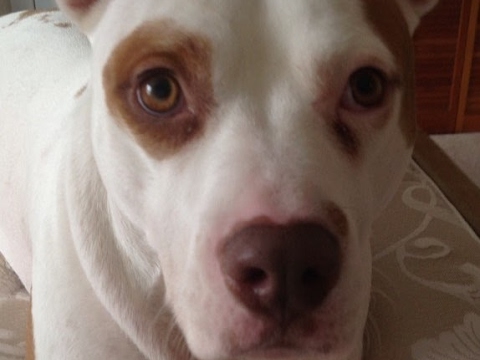 Madden 17 Ultimate Team #45 video phone beyonce mp3