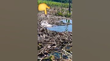 🐟Shorts 112🐟Câu rô phi Cụ bằng cần tre phê🐟#shorts #fishing 💪💪