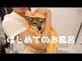 柴犬の子犬を初めてお風呂に入れたら可愛すぎたw