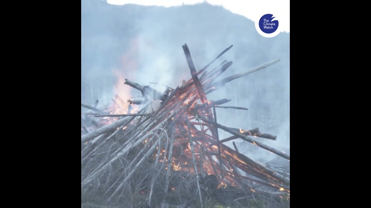 After the Forest Falls, Flames Rise — Nature Burns in Human Hands.