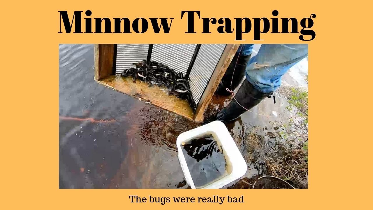 Black Flies Bug Jackets: How We Harvest Bait Fish In Northern Ontario