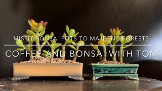 Transforming Misfit Bonsai Pots into Magical Bonsai Forests (Crassula Ovata Crosby’s Compact Jade)