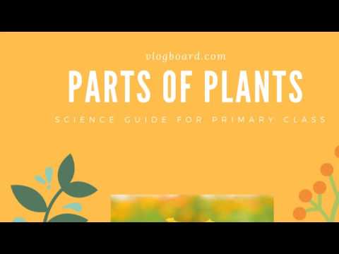 Parts of Plants | Roots,  Stem,  Leaves,  Fruits