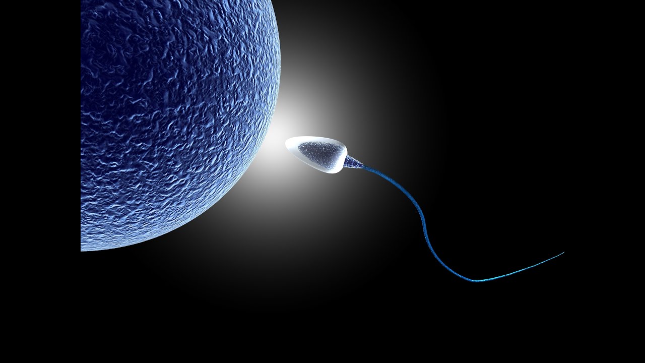 mitochondrial eve parasite eve mitochondrial eve parasite eve