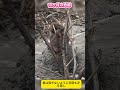 母ザルも信頼。赤ちゃんを必死に守るパンチくんの純粋な心に心が洗われます #パンチくん