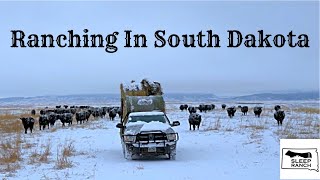 Snow Storm Hits During Calving…