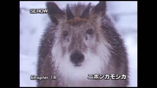 動物映像大百科　鳥類5巻　Ｂ面２東京シネマ新社製作