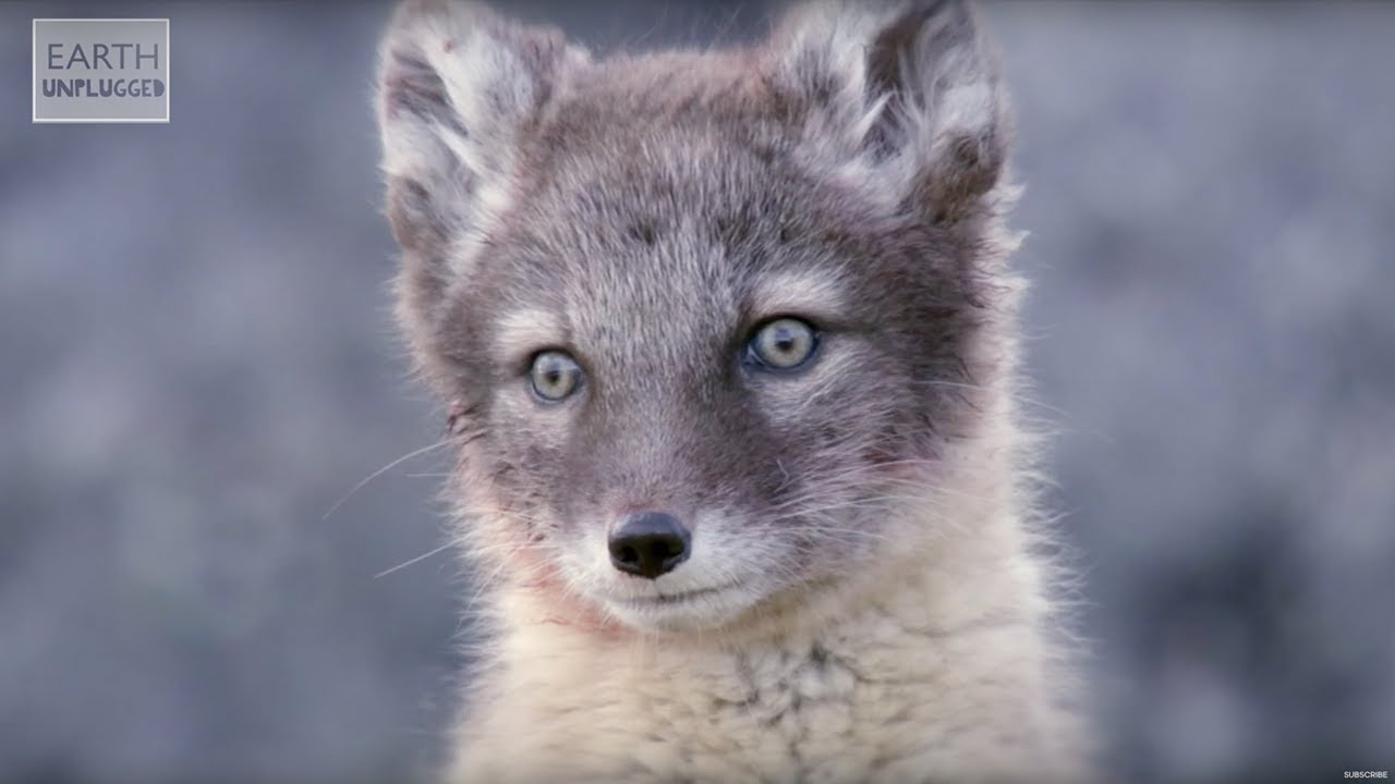 Adorable Baby Foxes Amazing Animal Babies Earth Unplugged Youtube