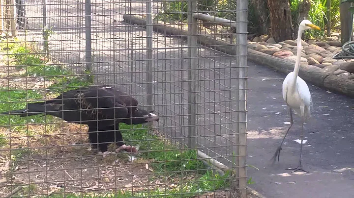 Eagle attacks bird at Featherdale  Wildlife Park, Sydney, Australia