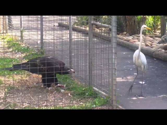 Eagle attacks bird at Featherdale  Wildlife Park, Sydney, Australia class=