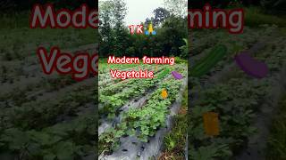 🍆🥒🌱vegetable || #farming #farmlife #trending #viral #status #shortvideo #kisan #khetibadi #viralnow