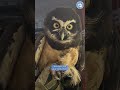 Have you ever seen a bird like this before?!