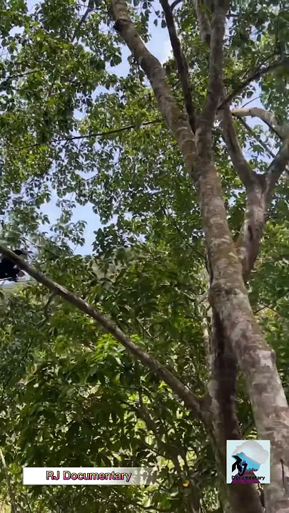 Siamang or Gibbon, One of Endangered Primates | Sumatran Forest Primates #shortsvideo