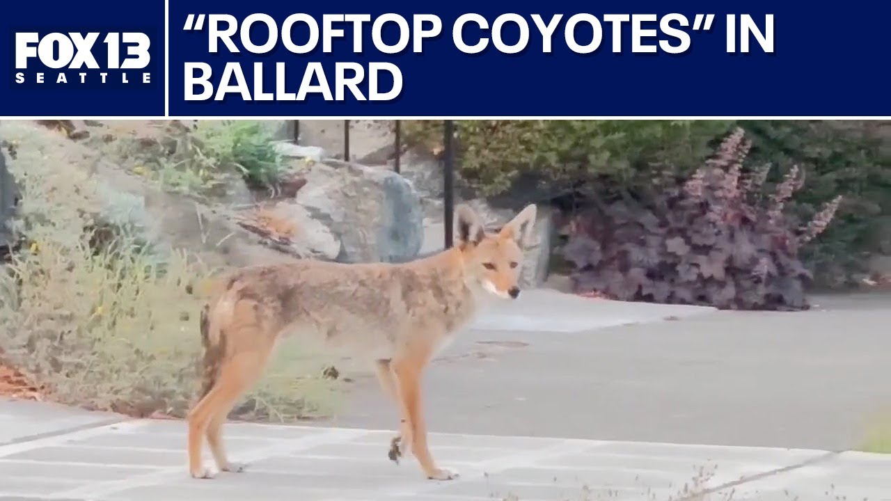 'Rooftop coyotes' watch Ballard residents atop neighbor's home | FOX 13 Seattle