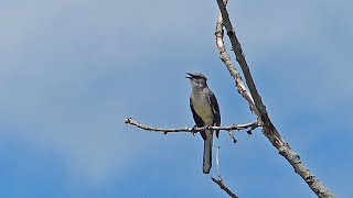 Mockingbird Singing