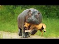 WHEN ANIMALS MESSED WITH THE WRONG OPPONENT!