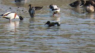 넓적부리오리(shoveler)의 깃고르기 (canon powershot SX70 HS)