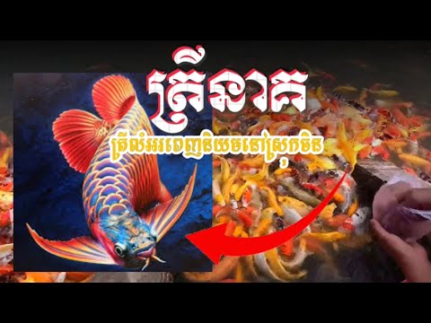 6:28 6:28 Now playing, ត្រីនាគជាលំអរលេខ១ និង ពេញនិយមជាងគេនៅស្រុកចិន#ត្រីលំអរ#ត្រី៧ពណ៌#fish #video #ត្រីស្រែ#ត្រីទន្លេ 6:28 6:28 Now playing, ត្រីនាគជាលំអរលេខ១ និង ពេញនិយមជាងគេនៅស្រុកចិន#ត្រីលំអរ#ត្រី៧ពណ៌#fish #video #ត្រីស្រែ#ត្រីទន្លេ
