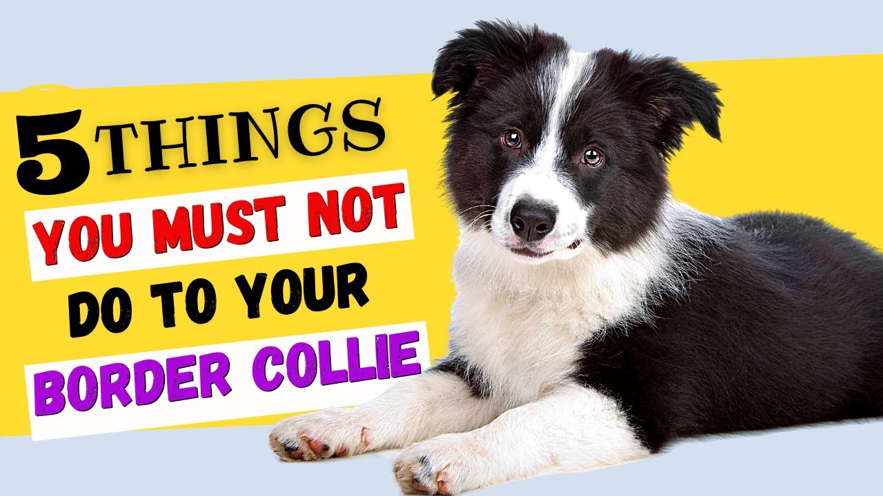 5 things you must never Do to a border collie, by Asimkhan