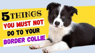 5 Things You Must NOT Do To Your Border Collie / All Collie Owners Must Watch! by Animal Digest 602 views 1 year ago 8 minutes, 1 second