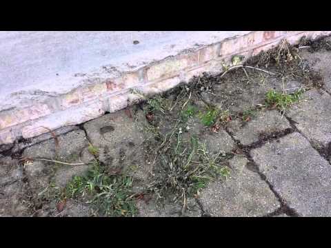 Flame Weeding in the Garden and Around Pavers