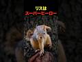 リスはスーパーヒーロー