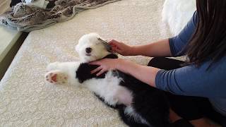 How to get a Puppy comfortable being groomed  My Old English Sheepdog puppy Gracyn