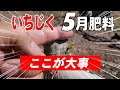 いちじく 5月肥料の必要性