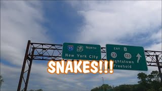 Catching Snakes in NEW YORK CITY!?