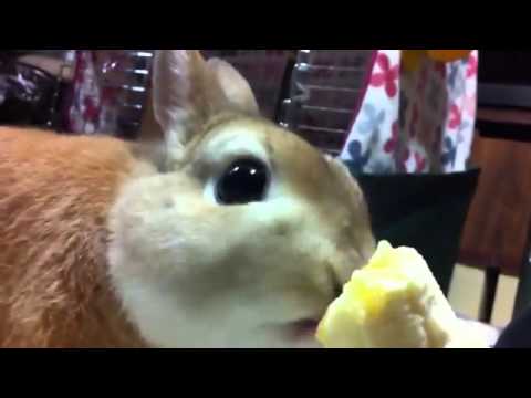 video phone beyonce mp3 Кролику по вкусу банан